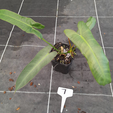 #7 Philodendron Atabapoense
