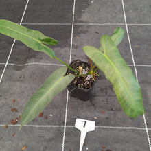 Load image into Gallery viewer, #7 Philodendron Atabapoense