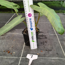 Load image into Gallery viewer, #7 Philodendron Atabapoense