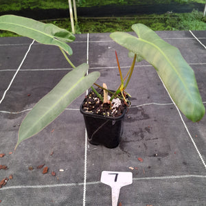 #7 Philodendron Atabapoense