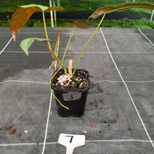 Load image into Gallery viewer, #7 Philodendron Atabapoense
