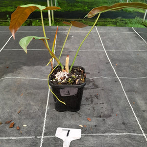 #7 Philodendron Atabapoense