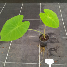 Load image into Gallery viewer, #111 Colocasia Esculanta - Nancy&#39;s Revenge - BULB