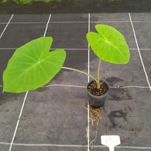 Load image into Gallery viewer, #111 Colocasia Esculanta - Nancy&#39;s Revenge - BULB