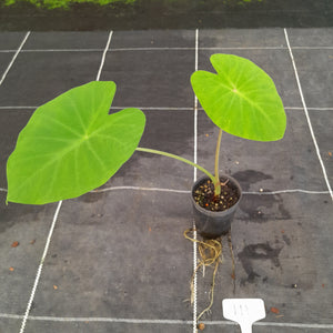 #111 Colocasia Esculanta - Nancy's Revenge - BULB