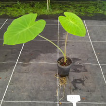 Load image into Gallery viewer, #111 Colocasia Esculanta - Nancy&#39;s Revenge - BULB