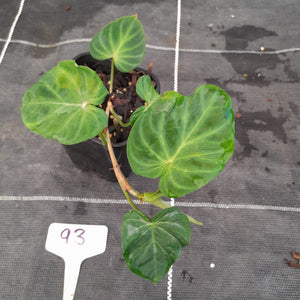 #93 Philodendron Verrucosum