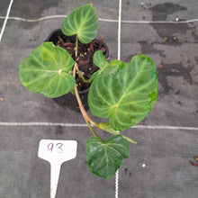 Load image into Gallery viewer, #93 Philodendron Verrucosum