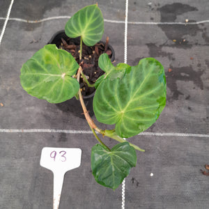 #93 Philodendron Verrucosum