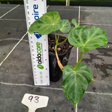 Load image into Gallery viewer, #93 Philodendron Verrucosum