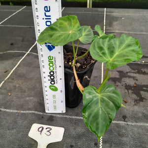 #93 Philodendron Verrucosum