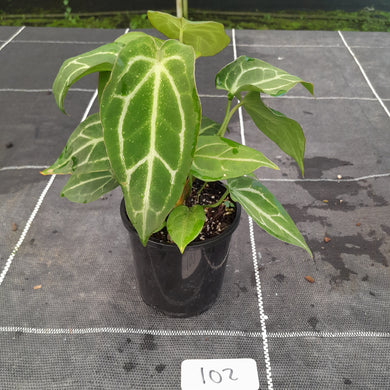 #102 Three x Headed Anthurium NOID