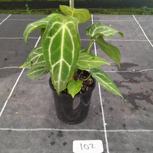 Load image into Gallery viewer, #102 Three x Headed Anthurium NOID