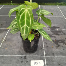Load image into Gallery viewer, #102 Three x Headed Anthurium NOID