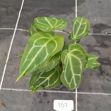 Load image into Gallery viewer, #102 Three x Headed Anthurium NOID