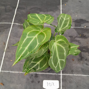 #102 Three x Headed Anthurium NOID