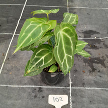 Load image into Gallery viewer, #102 Three x Headed Anthurium NOID