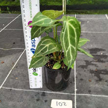 Load image into Gallery viewer, #102 Three x Headed Anthurium NOID