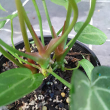 Load image into Gallery viewer, #102 Three x Headed Anthurium NOID