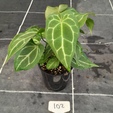 Load image into Gallery viewer, #102 Three x Headed Anthurium NOID