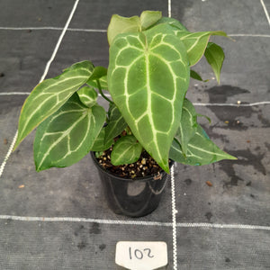 #102 Three x Headed Anthurium NOID