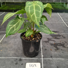 Load image into Gallery viewer, #102 Three x Headed Anthurium NOID