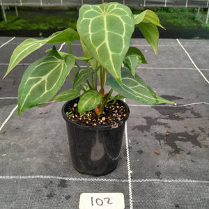 #102 Three x Headed Anthurium NOID