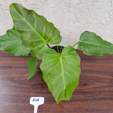 #R68 Philodendron Corsinianum / 'Bronze Shield'