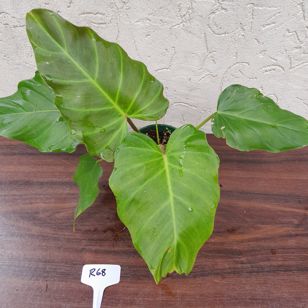 #R68 Philodendron Corsinianum / 'Bronze Shield'