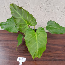 Load image into Gallery viewer, #R68 Philodendron Corsinianum / &#39;Bronze Shield&#39;