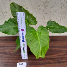 Load image into Gallery viewer, #R68 Philodendron Corsinianum / &#39;Bronze Shield&#39;