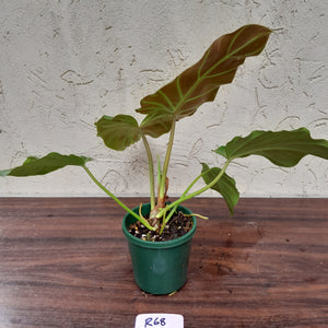 #R68 Philodendron Corsinianum / 'Bronze Shield'
