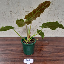 Load image into Gallery viewer, #R68 Philodendron Corsinianum / &#39;Bronze Shield&#39;
