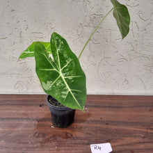 Load image into Gallery viewer, #R4 Alocasia Frydek - Variegated Alocasia Micholitziana