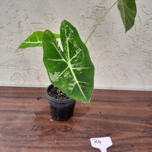 Load image into Gallery viewer, #R4 Alocasia Frydek - Variegated Alocasia Micholitziana