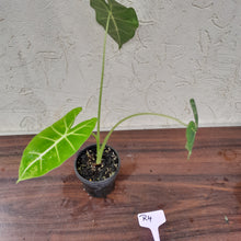 Load image into Gallery viewer, #R4 Alocasia Frydek - Variegated Alocasia Micholitziana