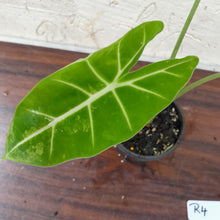 Load image into Gallery viewer, #R4 Alocasia Frydek - Variegated Alocasia Micholitziana