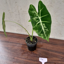 Load image into Gallery viewer, #R4 Alocasia Frydek - Variegated Alocasia Micholitziana
