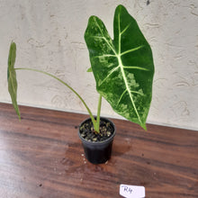 Load image into Gallery viewer, #R4 Alocasia Frydek - Variegated Alocasia Micholitziana