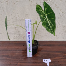 Load image into Gallery viewer, #R4 Alocasia Frydek - Variegated Alocasia Micholitziana