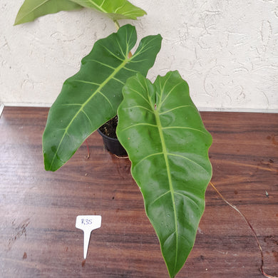 #R35 Philodendron Maximum