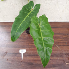 Load image into Gallery viewer, #R35 Philodendron Maximum