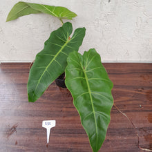 Load image into Gallery viewer, #R35 Philodendron Maximum
