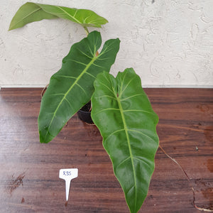 #R35 Philodendron Maximum