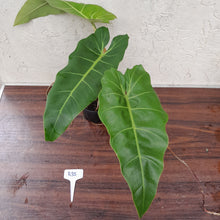 Load image into Gallery viewer, #R35 Philodendron Maximum