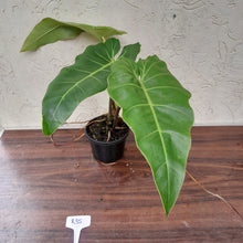 Load image into Gallery viewer, #R35 Philodendron Maximum