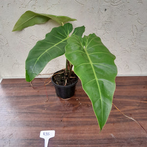 #R35 Philodendron Maximum