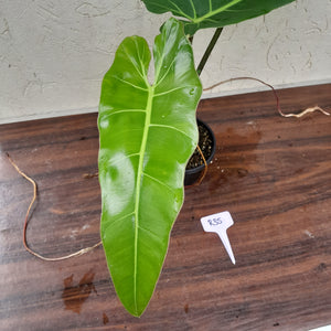 #R35 Philodendron Maximum