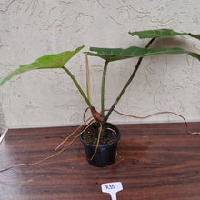 Load image into Gallery viewer, #R35 Philodendron Maximum