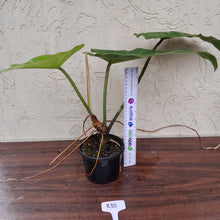 Load image into Gallery viewer, #R35 Philodendron Maximum
